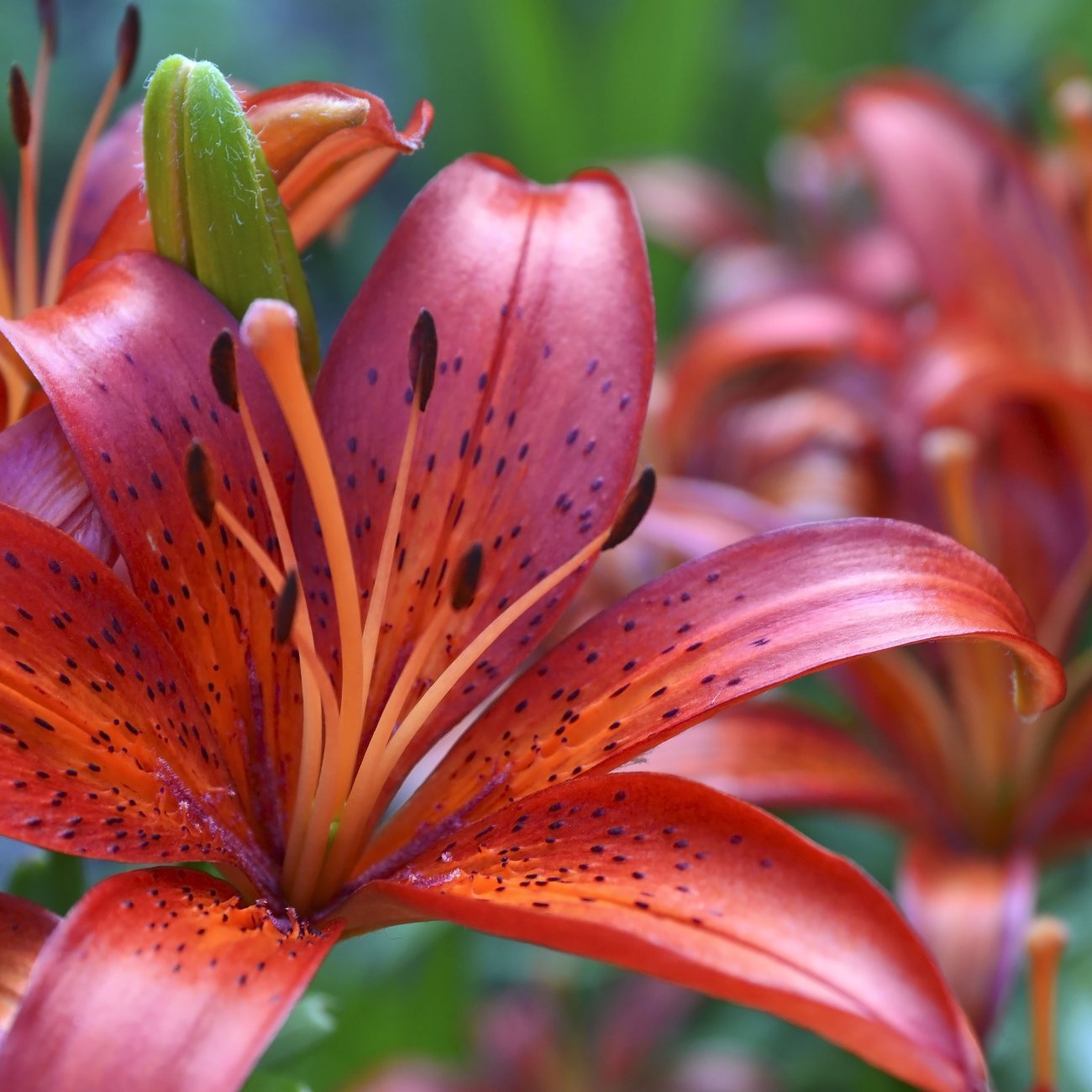 Obrázok Ľalia ázijská (Lilium asiatic) ´DIABORA´ - 1 cibuľka v kvetináči, kont. C2L (červená)